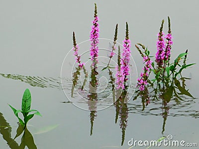 Stems of pink flowers sprouted from the water and their reflections on the surface of the river Stock Photo