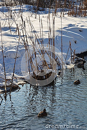 Stems of river reeds on background of snowy bank illuminated by winter sun light Stock Photo