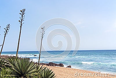 Stems of Sisal Plant Against Beach Ocean and Skyline Stock Photo