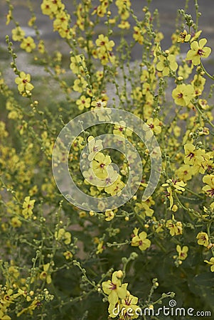 Verbascum sinuatum yellow blossom Stock Photo