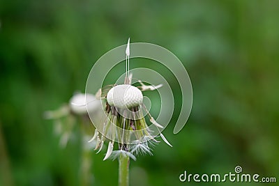 Stems of the wild officinal plant of the dandelion on green meadow. Stock Photo