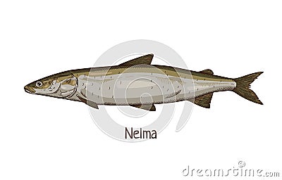 Stenodus nelma, vintage-styled drawing of sea, ocean fish. Marine sheefish, saltwater animal species. Detailed realistic Vector Illustration