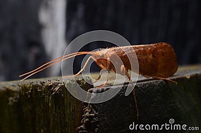 Stenophylax permistus. Butterfly Stock Photo