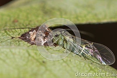 Stenopsocus stigmaticus bark louse eating bird dropping Stock Photo