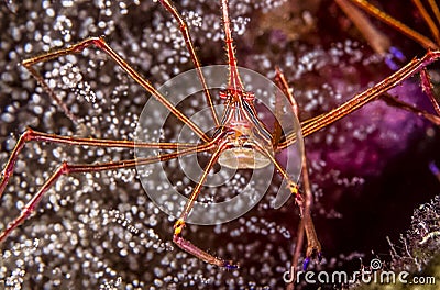 Stenorhynchus seticornis, the yellowline arrow crab Stock Photo