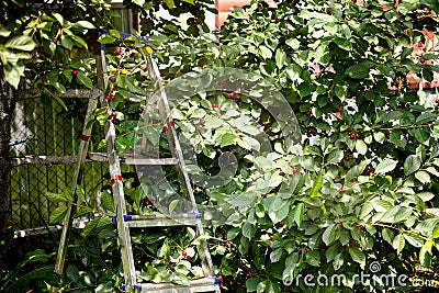 Step Ladder near cherry tree with ripe berry in orchard Stock Photo