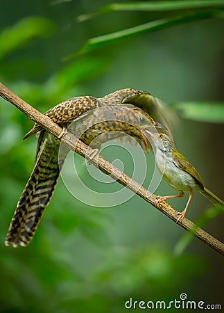 Step mother of Common Tailorbird feeding insect to the young Plaintive Cuckoo Stock Photo