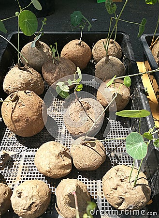 Stephania Erecta in the Basket Stock Photo