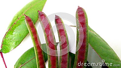 Stephanie coffee bana sennacoffee fruits leaves Stock Photo