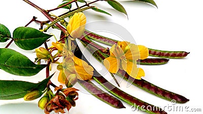 Stephanie senna coffee chakunda shrub image Stock Photo