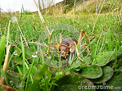 Stephens Island weta or Cook Strait giant weta on Maud Island. Endemic to New Zealand Stock Photo