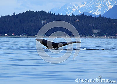 Stephens Passage Whale watching Stock Photo