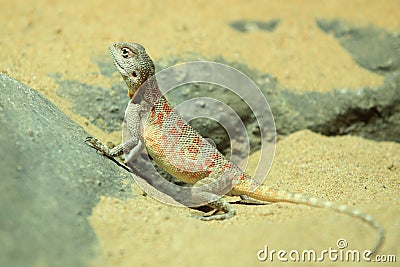 Steppe agama Stock Photo