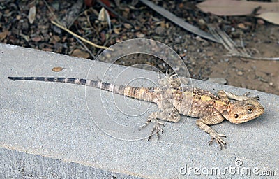 Steppe agama lizard Stock Photo