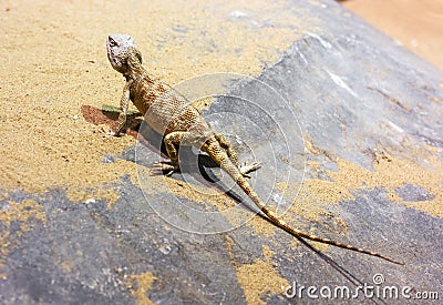 Steppe agama Stock Photo