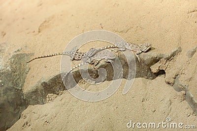 Steppe agama (Trapelus sanguinolentus). Stock Photo