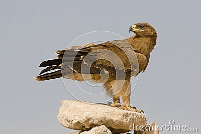 Steppe eagle Stock Photo