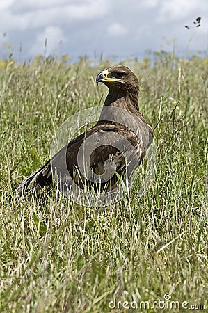 Steppe Eagle Stock Photo