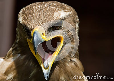 Steppe eagle Stock Photo