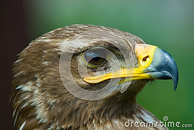 Steppe eagle Stock Photo