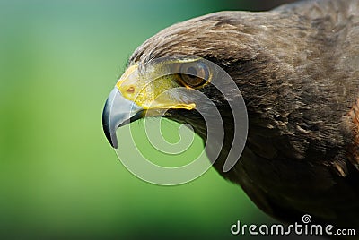 Steppe eagle Stock Photo