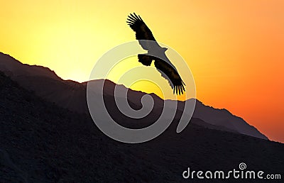 Steppe Eagle Aquila nipalensis flying along mountain ridge Stock Photo