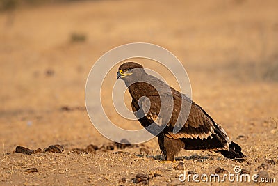 Steppe eagle or Aquila nipalensis portrait at jorbeer conservation reserve, bikaner Stock Photo