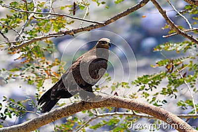 Steppe eagle, Aquila nipalensis. Saswad, Maharashtra, India Stock Photo