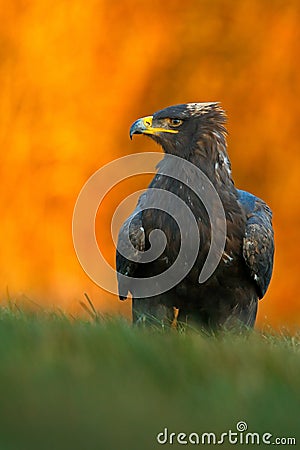 Steppe Eagle, Aquila nipalensis, sitting in the grass on meadow, orange autumn forest in background, Sweden Stock Photo