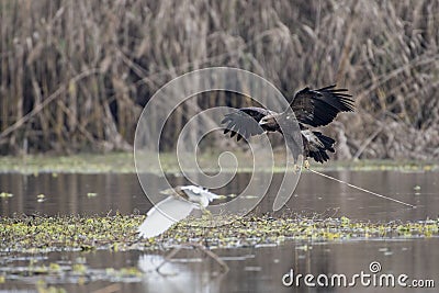 Steppe eagle attacking on pond heron Stock Photo