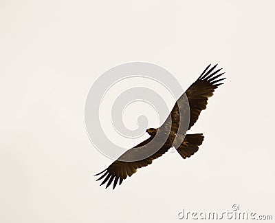 Steppe eagle on flight Stock Photo