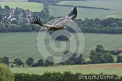 Steppe Eagle in Flight Stock Photo