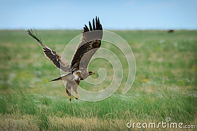 Steppe eagle flying Stock Photo