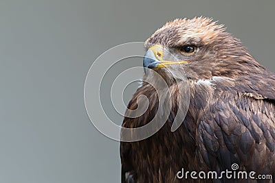 Steppe eagle Stock Photo