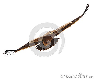 Steppe Eagle Stock Photo