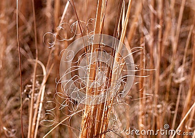 Steppe feather grass Stock Photo