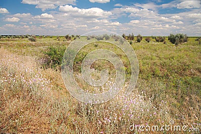 Steppe landscape Stock Photo