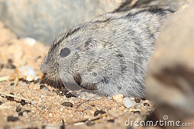 Steppe lemming Stock Photo