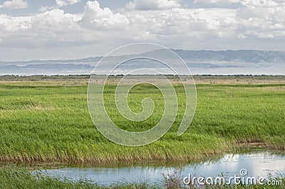 Steppe, prairie, veld, veldt. Stock Photo