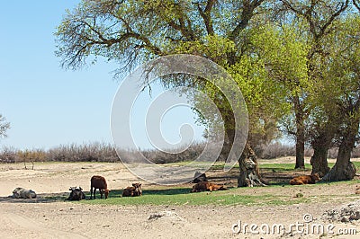 steppe, prairie, veldt, veld Stock Photo