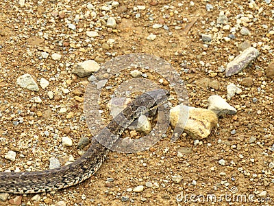 Steppe ratsnake Elaphe dione Dione snake closeup Stock Photo