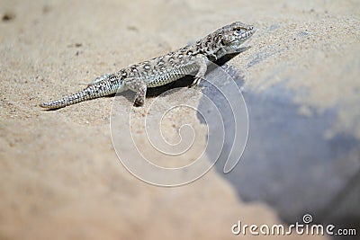 Steppe runner Stock Photo