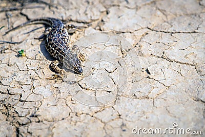 Steppe runner lizard or Eremias arguta close on dry ground Stock Photo