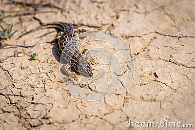 Steppe runner lizard or Eremias arguta close on dry ground Stock Photo