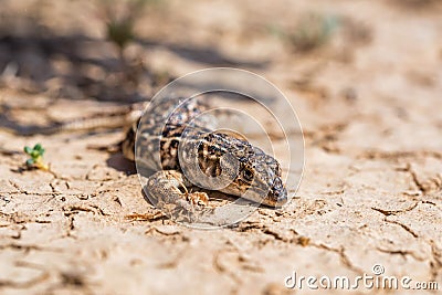 Steppe Runner Lizard or Eremias arguta on dry ground close Stock Photo