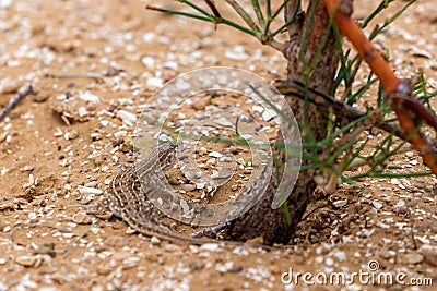 Steppe Runner Lizard or Eremias arguta on sand Stock Photo