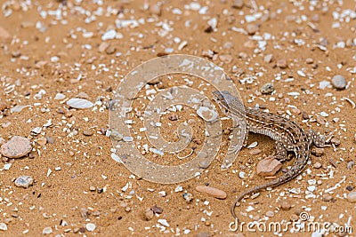 Steppe Runner Lizard or Eremias arguta on sand Stock Photo