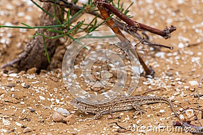 Steppe Runner Lizard or Eremias arguta on sand Stock Photo