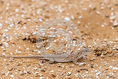 Steppe Runner Lizard or Eremias arguta on sand Stock Photo