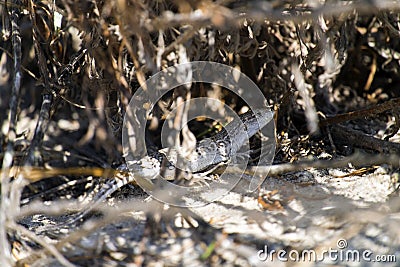 Steppe-runner lizard. Image of habitat. Eremias arguta Stock Photo